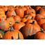 Pumpkin FREE Stock Photo Image Picture Halloween Patch 