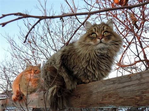 Gorgeous Siberian Cats Take Over Alla Lebedeva Farm And They Absolutely