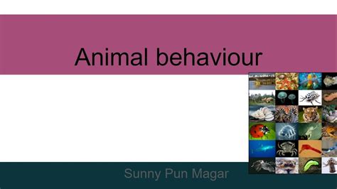 Animal Behaviour Youtube