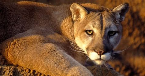 States are now eligible for $10 we are happy to offer free online returns for orders placed on puma.com within 45 days of purchase. The Puma | A Beautiful Wild Animal | The Wildlife