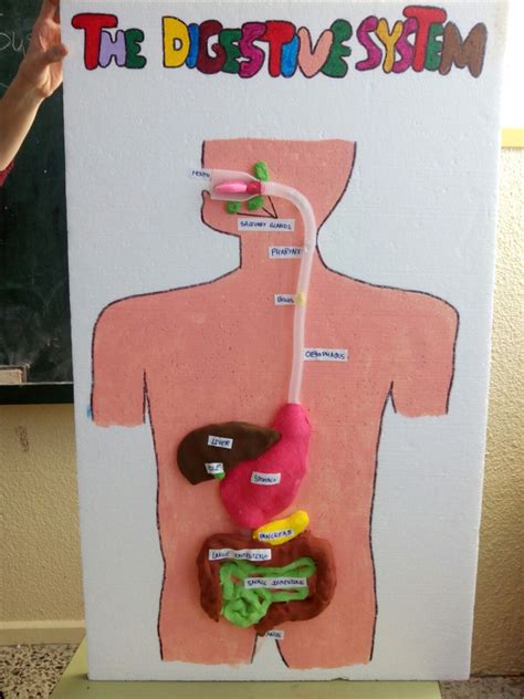 Maqueta Del Sistema Digestivo