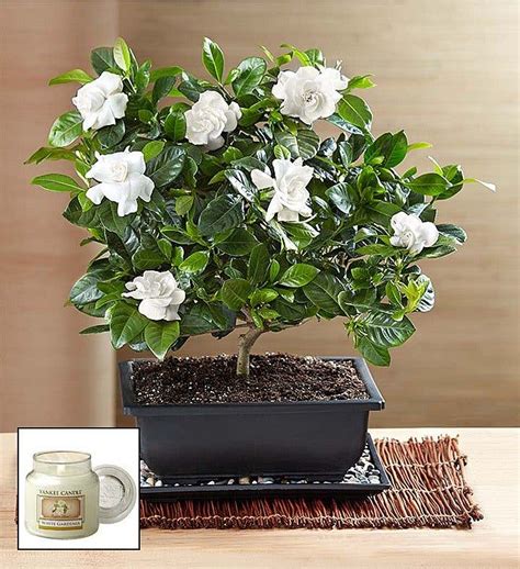When you are ready to send a gift of. Gardenia Bonsai in 2020 | Gardenia plant, Potted trees, Plants