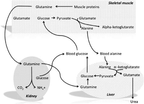 The Alanine Glucose Cycle This Cycle Illustrates The Tissue Specific