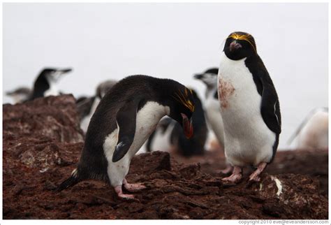 Two Macaroni Penguins Photo Id 16510 Livingst