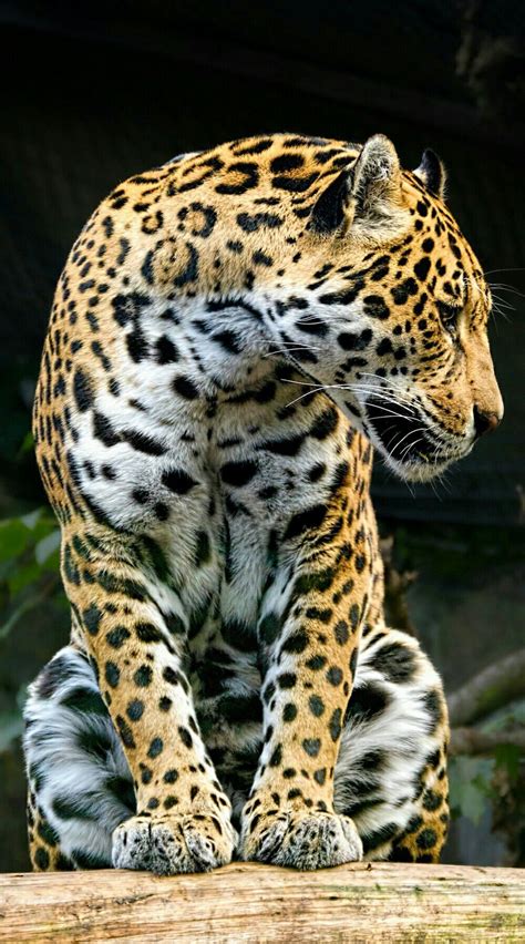 ☮ ° ♥ ˚ℒℴѵℯ Cjf Jaguar Leopard Jaguar Animal Cheetah Black Jaguar