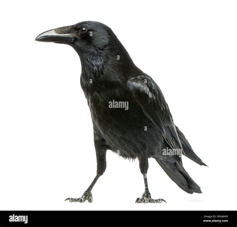 Crow Cut Out High Resolution Stock Photography And Images Alamy