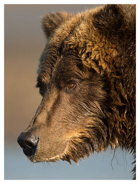Majestic Grizzlies Natures Images