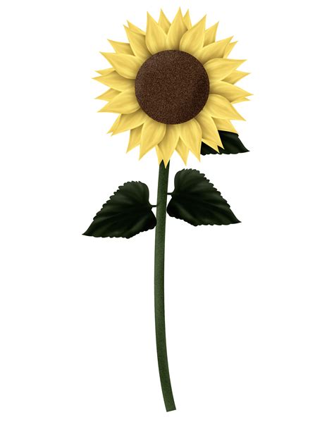 Sunflower Png Clipart Best