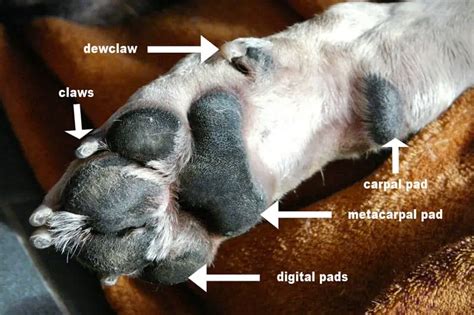 How To Protect Your Dogs Paws When Hiking 5 Easy Tips Outdoor Motives