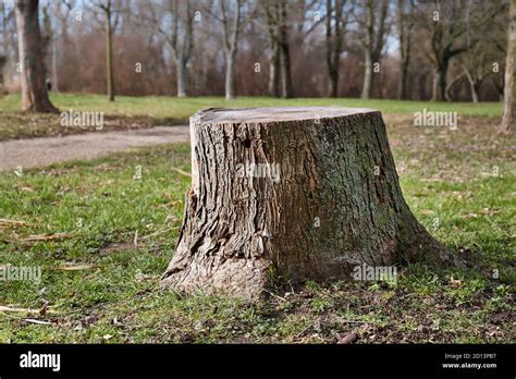 Tree Stump Log Hi Res Stock Photography And Images Alamy