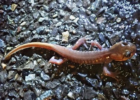 Ambystoma Gracile Northwestern Salamander Things Of The