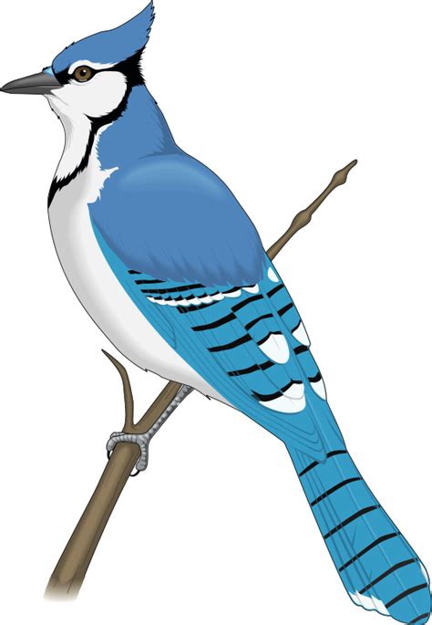 Blue Jay Png Free Logo Image