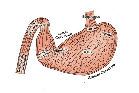 Endoscopy Upper Gastrointestinal Endoscopy Techniques