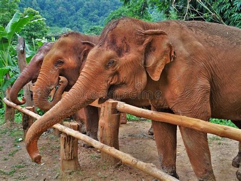 Three Elephants Eating Happily From Tailand Stock Photo Image Of Head