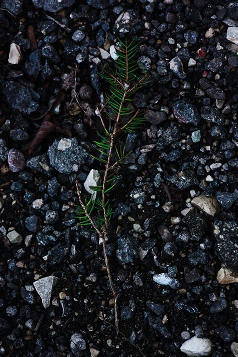 4k Free Download Spruce Branch Gravel Nature Rocks Stones