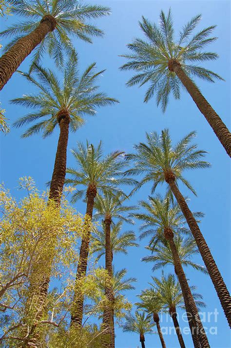 Palm Trees In Las Vegas Photograph By Debra Thompson Pixels