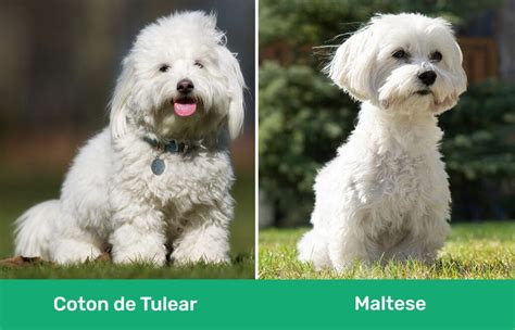 Coton De Tulear Vs Maltese The Differences With Pictures Pet Keen