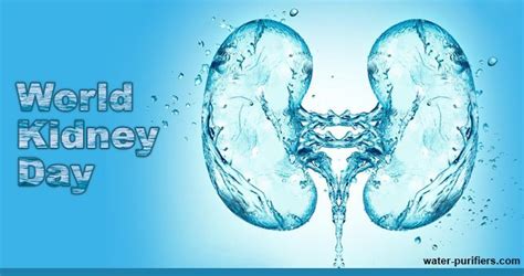 7 Golden Rules To Maintain Kidney Health And Avoid Diseases