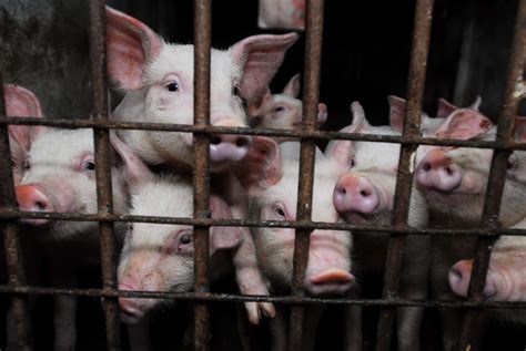 Animal Cruelty Compassion In World Farming