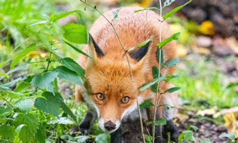 Dead Fox Removal Services For London And Essex Pest Id