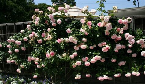 Роза плетистая Еден Роуз Eden Rose купить саженцы Цена в Украине