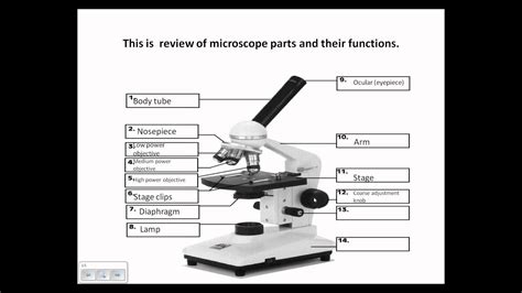 Worksheet Parts Of A Microscope Isquu