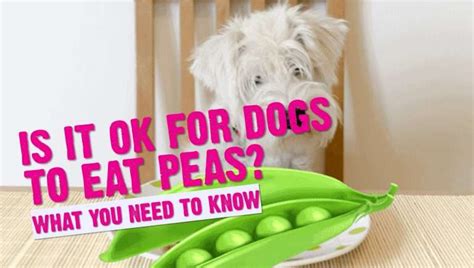 Are Peas Good For Dogs Peas Are Ok For Dogs To Eat