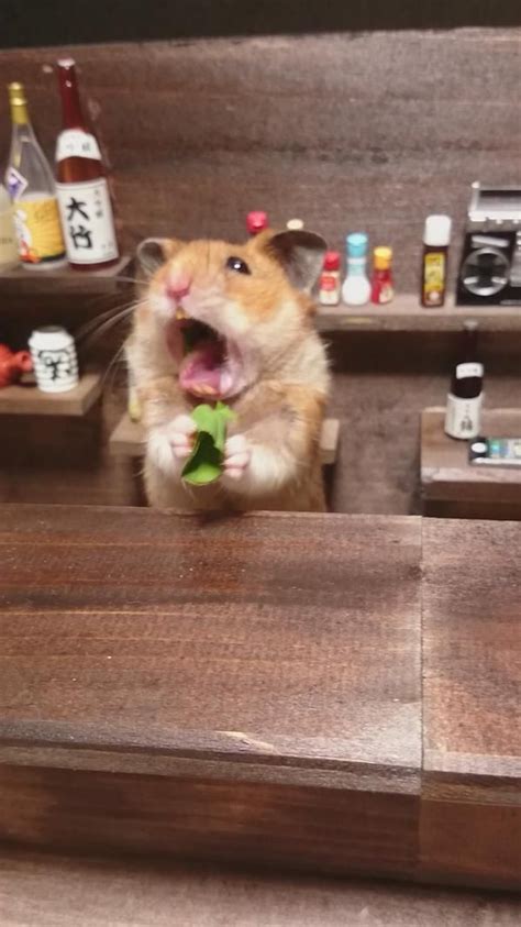 ハムスターの銀次 On Twitter Cute Hamsters Funny Hamsters Cute Animal Photos