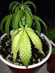 To save the plant, you'll need to learn about the signs of overwatering. Over-Watering Cannabis Plants | Grow Weed Easy