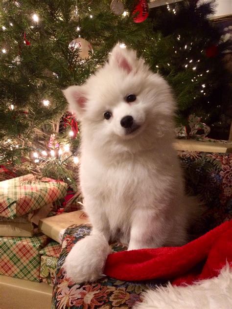 An Early Merry Christmas From Roscoe When He Was Cute Ramericaneskimo