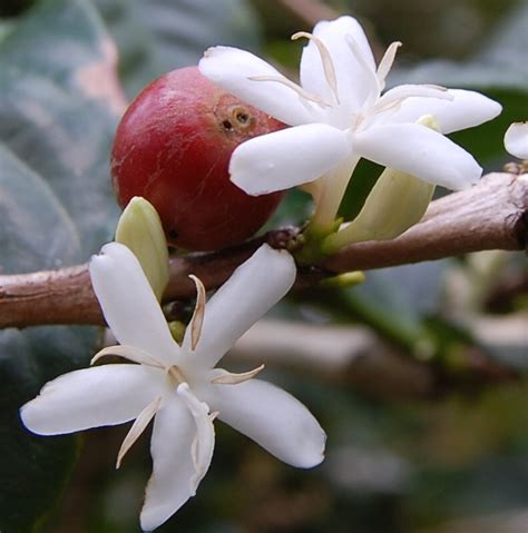 Best coffee bean brand in malaysia. The Best Puerto Rico Coffee Brands - The Coffee Bean Menu