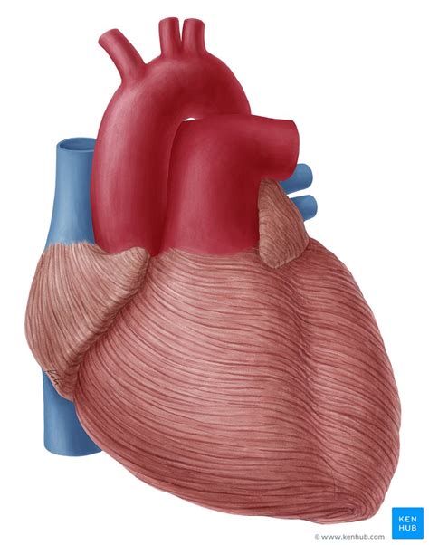 Capas Del Corazón Epicardio Miocardio Endocardio Kenhub