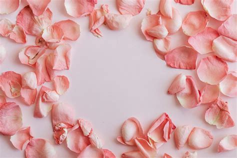 Scattered Rose Petals On White Background · Free Stock Photo