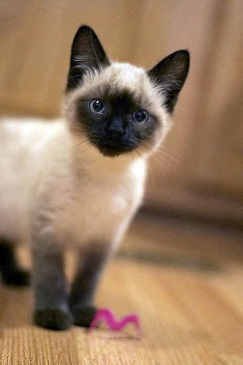 1817 Best Siamese Cats Images In 2020 Siamese Cats Cats Siamese