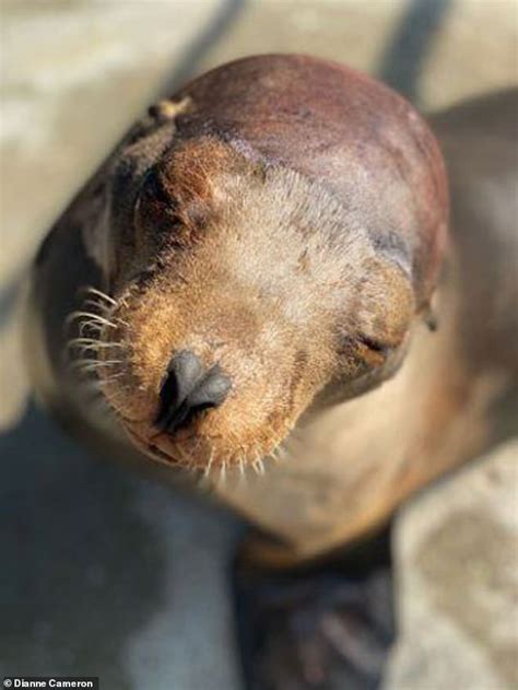 Cronutt The Sea Lion Cured Of Epilepsy After Pig Brain Cells Were