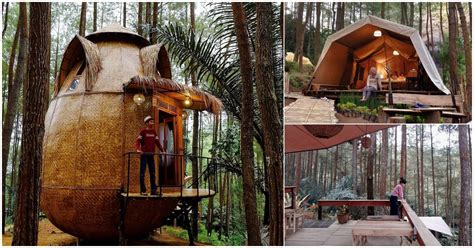 Glamping Dan Wisata Alam Hits Tengah Hutan Pinus Di Perbatasan Jogja