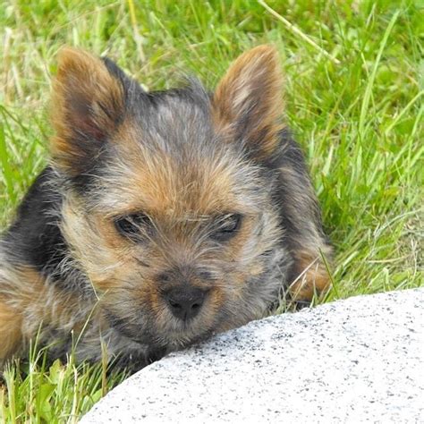 All our dogs live as a members of our family. Norwich Terrier puppy | Norwich terrier, Norwich terrier ...