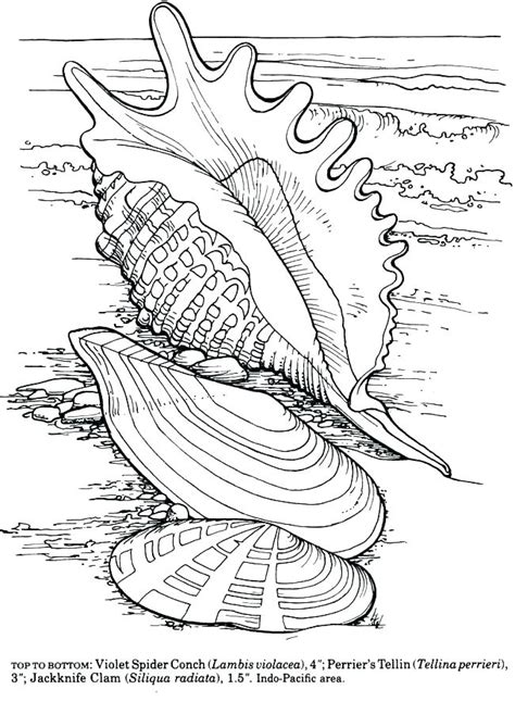 The picture shows the top part of a clam shell laying aside on the beach. Conch Coloring Pages at GetColorings.com | Free printable ...