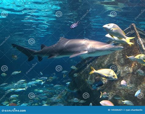 Fish Aquarium Water Saltwater Exotic Koi Shark Stock Image Image Of