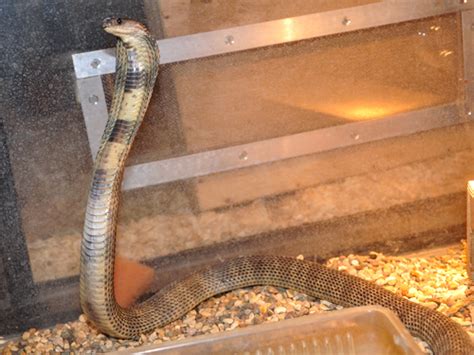 Caspian Cobra Facts Size Habitat Pictures