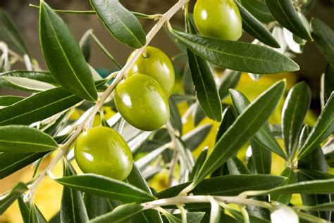 Where To Buy Palestinian Olive Oil In The Uk And Usa Brit Buyer