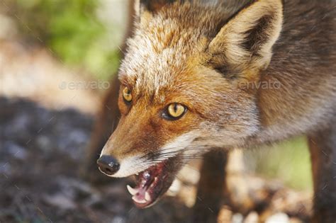 Aggressive Fox Head Detail Mammal Wildlife Horizontal Stock Photo By