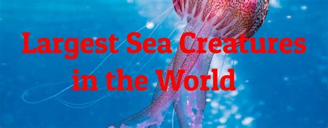 10 Largest Sea Creatures In The World