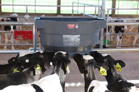 Feeding Systems For Calves Eringold Ltd
