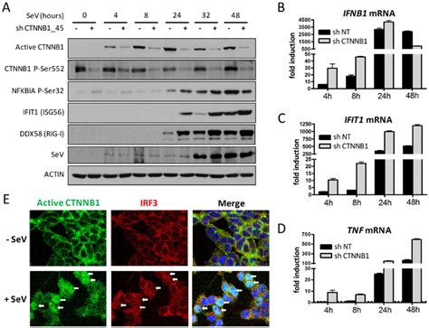 SeV Infection Induces CTNNB Stabilization And Nuclear Translocation Download Scientific