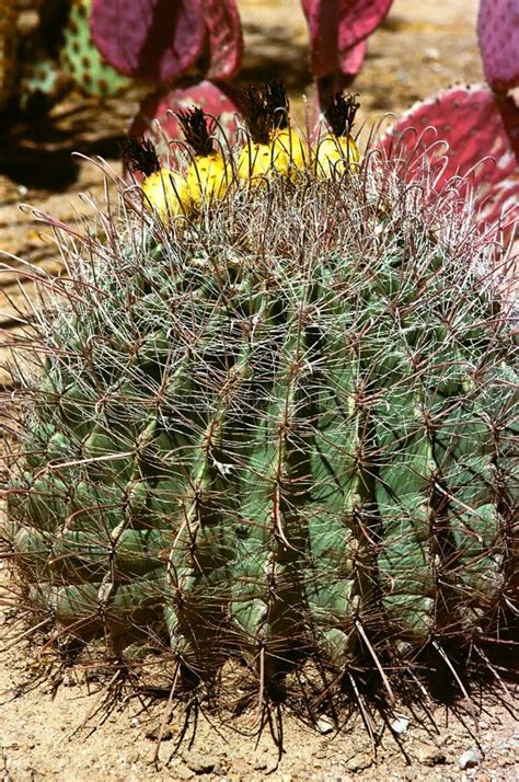 Arizona Barrel Fishhook Cactus Stock Photo Image Of Desert Thorns