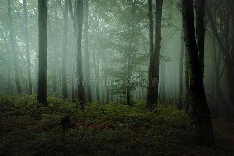 Dreamy Foggy Dark Forest Trail In Moody Forest Stock Photo Image Of