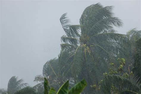 Palm Trees Blowing In The Wind During Hurricane Stock Image Image Of