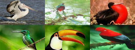 Biodiversidad Del Ecuador Fauna De La RegiÓn Natural Litoral
