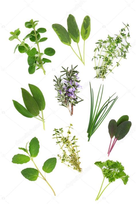 Herb Leaf Variety — Stock Photo © Marilyna 5176700